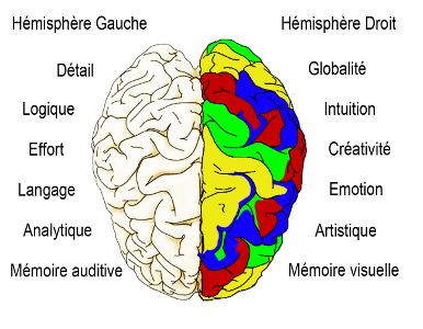 le cerveau, mieux le comprendre pour mieux mémoriser et agir - Youbrain